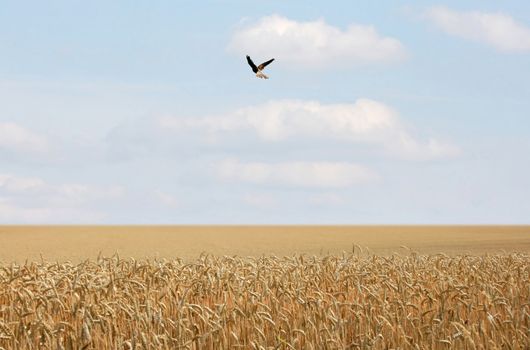 This image shows a cornfield with a flying bird