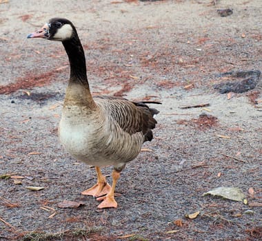 A duck shown up close along the shore of a small lake