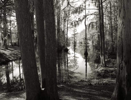 Trees along the shore of a swampy lake. Shown in black and white