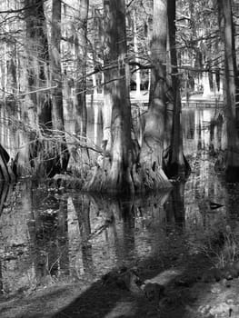 Trees along the shore of a swampy lake during the winter. Shown in black and white.