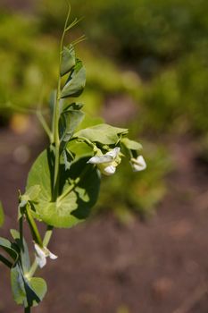 Genetic experiment - growing experimental plant in the garden. Close up pease