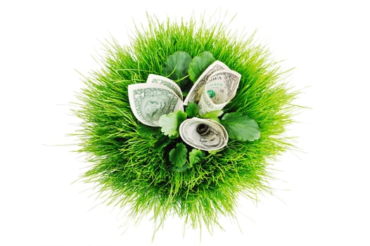 Banknotes in the bright green grass in ball form