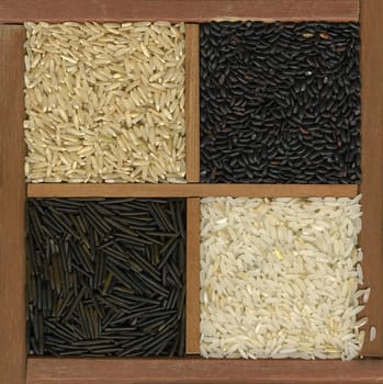 four rice grains, Jasmine white, forbidden, wild, and California brown Basmati, in a rustic wooden box or drawer with dividers