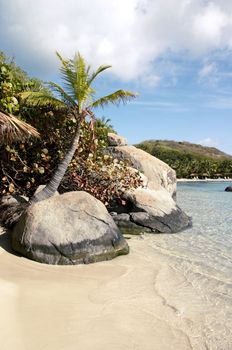 A small palm tree growing out of a granite boulder on a sandy beach.