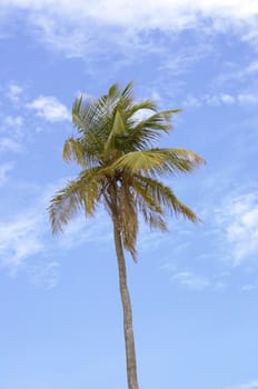 A lone palm tree isolated against the blue sky.