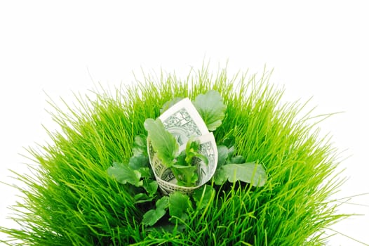 Banknote in the bright green grass with leaves