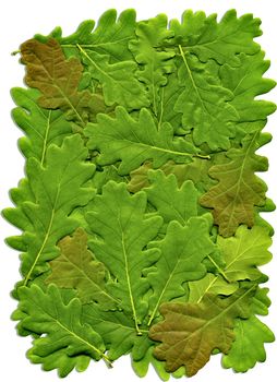 Carpet of green leaves of oak