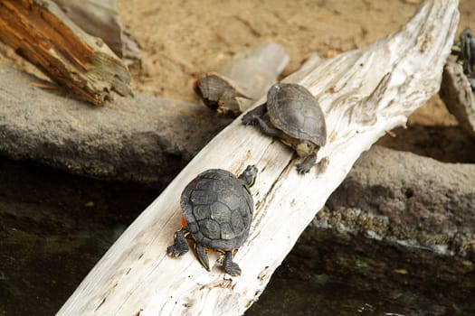 Photo of two turtles in the zoo