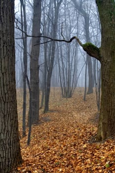 Ukraine. Autumn in Feofania to a foggy wood