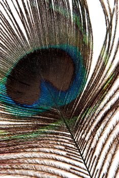 Detail of peacock feather eye on white background.