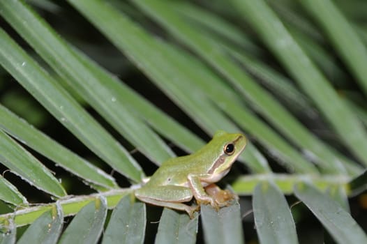 gorgeous tree frog on palm tree leaves in Kos, Greece