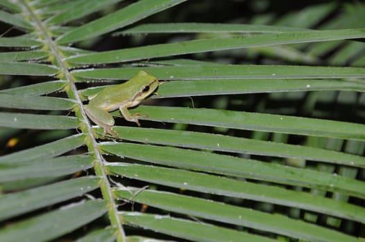 gorgeous tree frog on palm tree leaves in Kos, Greece