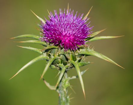 Composition of a thistle on green background