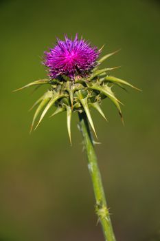 Composition of a thistle on green background