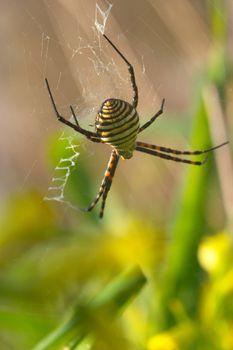 A spider ( Argiope bruennichi ) of considerable size and threatening aspect