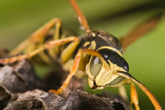A wasp Polistes bischoffi ( Weyrauch, 1937 ) of threatening aspect 