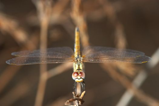 Image of a dragonfly ( sympetrum sp ) accomplished like photo of approximation.