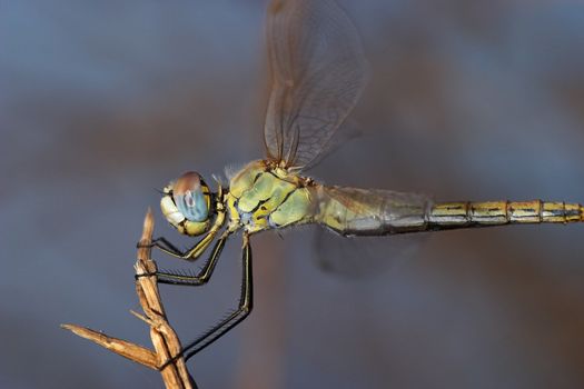 Image of a dragonfly ( sympetrum sp ) accomplished like photo of approximation.