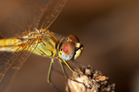 Image of a dragonfly ( sympetrum sp ) accomplished like photo of approximation.