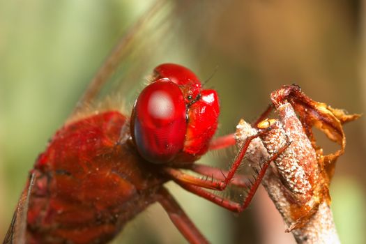 Image of a dragonfly ( sympetrum sp ) accomplished like photo of approximation.