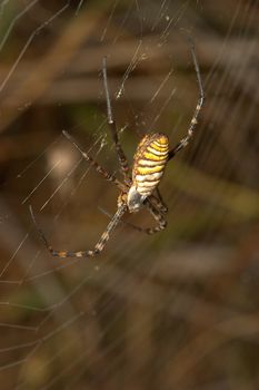 A spider ( Argiope lobata) of considerable size and threatening aspect