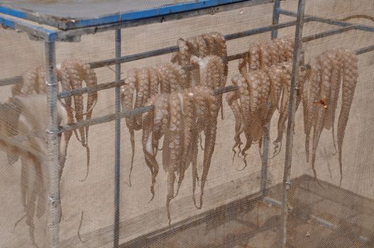 typical scene with octopus drying in Kalymnos island, Greece