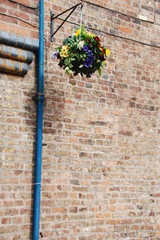 beautiful picturesque scene with hanging flowers pot on a brick wall background