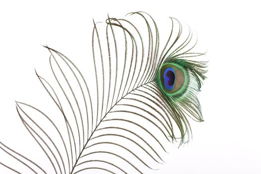 Close op of peacock feathers over white