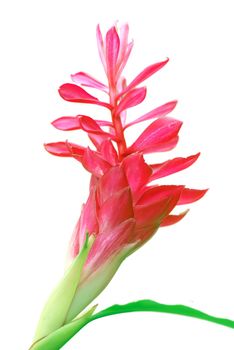 Green leaves set off the bright red flower isolated on a white background