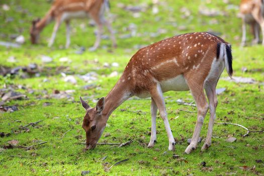 A roe deer grassing in the Norwegian forest