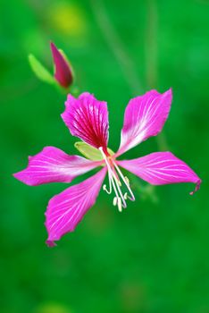 Close-up of a beautiful pink BAUHINIA BLAKEANA flower