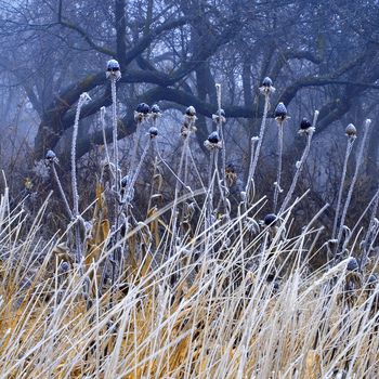 Ukraine. Feofania. Foggy deserted garden