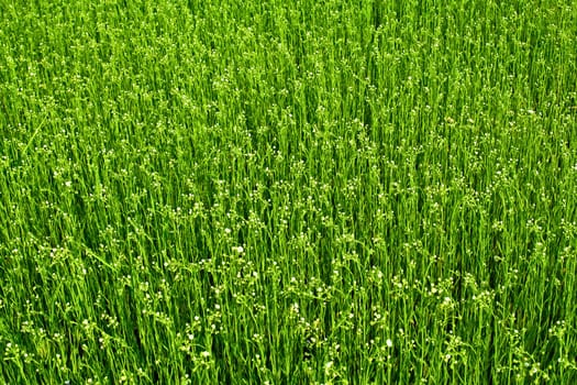 Green blossoming meadow early summer