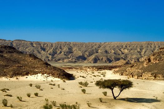 dry desert in red sea region, sinai, egypt