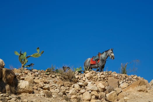 Mexican landscape with a horse, standing on top of rocks