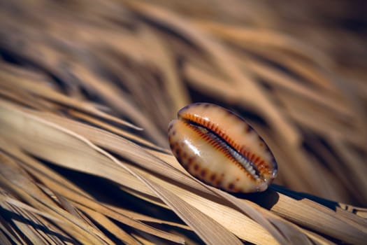 shell lies on the dried leaves of palm trees