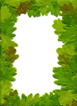 The frame of the maple leaf