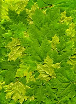 Maple leaves