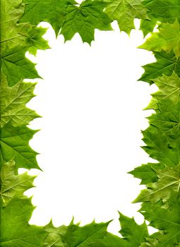 The frame of the maple leaf