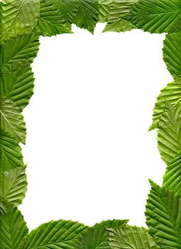 The frame of leaves