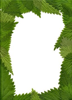 The frame of the nettle leaves