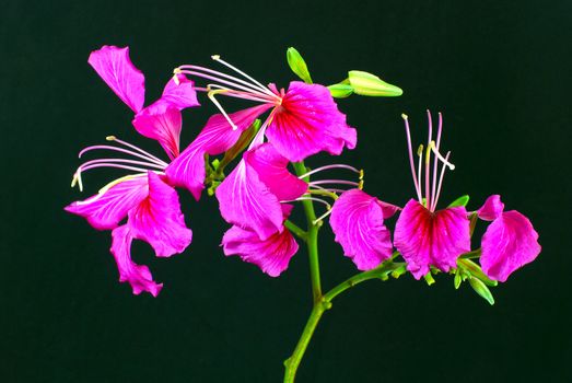 Beautiful pink BAUHINIA BLAKEANA flower isolated on black background