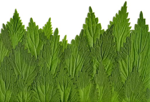 leaves Nettle
