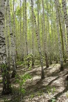 Birch wood in Bashkortostan, Russia                               