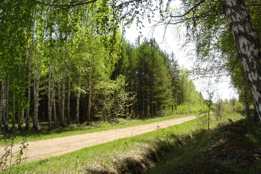 Road to birch wood, Bashkortostan, Russia