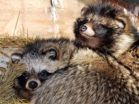 Animals in zoo, Bashkortostan, Russia