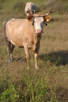 quiet brown cow in a field (looking at the camera)