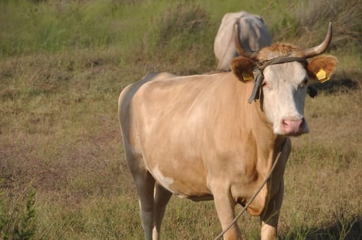 quiet brown cow in a field (looking at the camera)