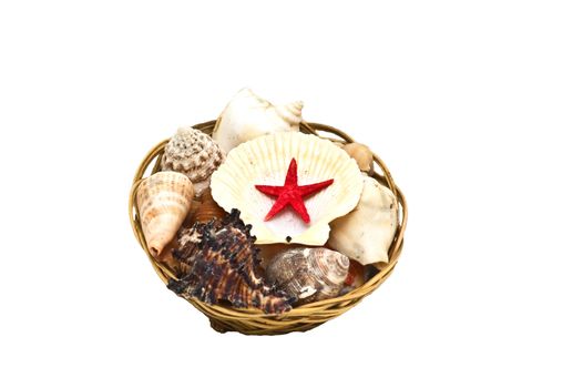 Different type sea shells