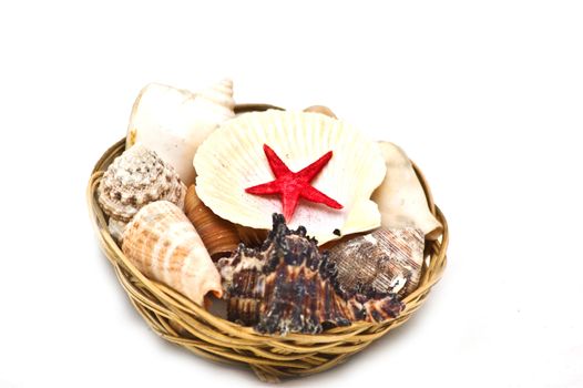Different type sea shells